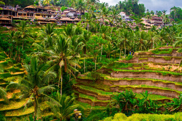istock Tegallalang rice terrace, Bali, Indonesia 994761802