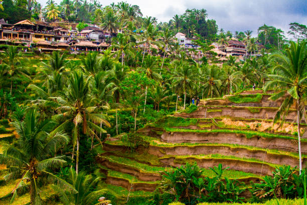 istock Tegallalang rice terrace, Bali, Indonesia 994761890