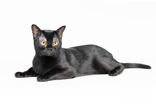 American Bombay Black cat