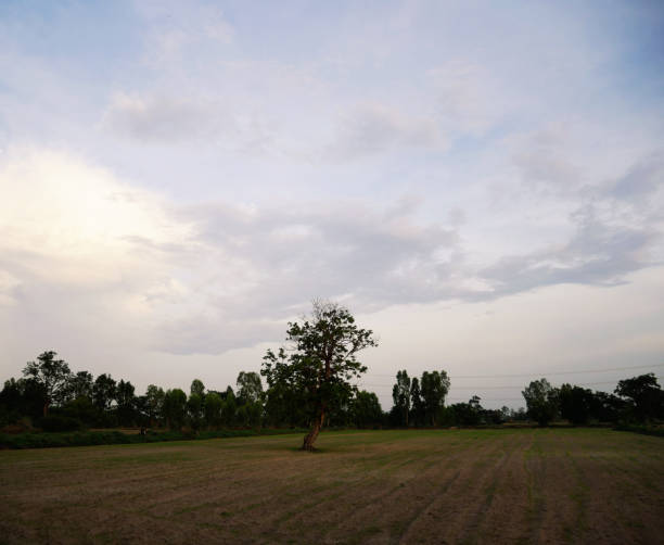 Beautiful Sunset, sunlight and tree field landscape in the evening.