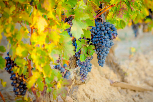 istock Vineyards in autumn in Rioja. Spain 994777846