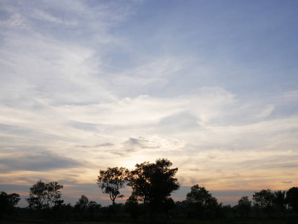 Beautiful Sunset, sunlight and tree field landscape in the evening.