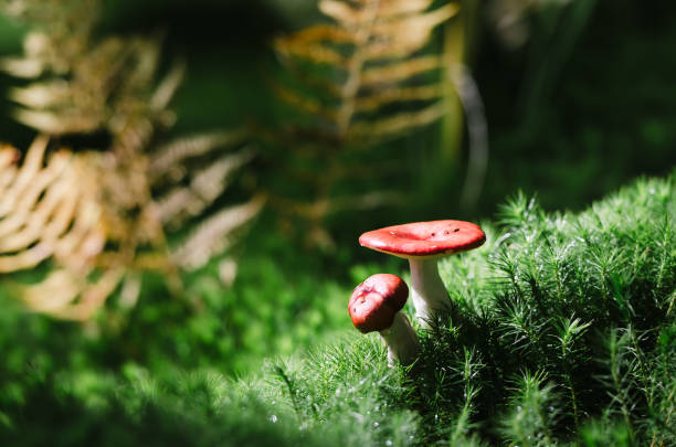 istock Mushroom russula in the forest 994780656