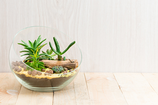 florarium in glass vase with succulent plant on wooden table. Wood background