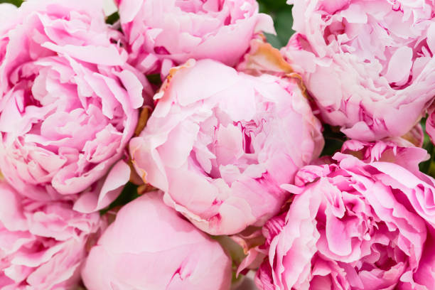 istock close-up bunch of peonies 994781034