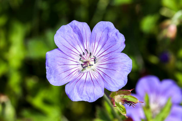 istock Geranium x oxonianum 'A T Johnson' 994783578