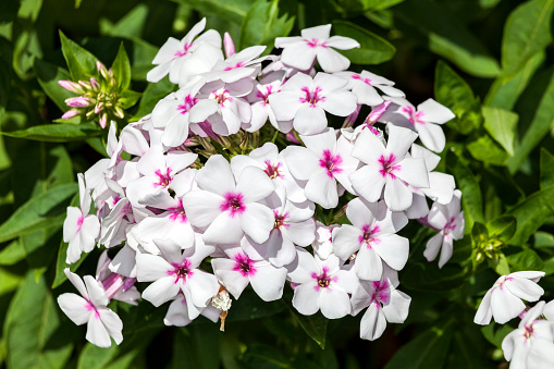 Phlox paniculata 'White Eyes' an herbaceous springtime summer flower plant