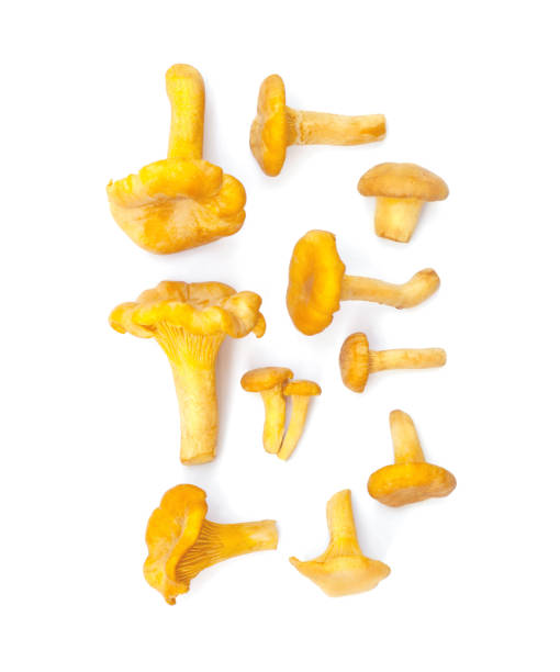 edable cogumelos chanterelles tamanho diferente separado isolados no fundo branco - chanterelle edible mushroom gourmet uncultivated - fotografias e filmes do acervo