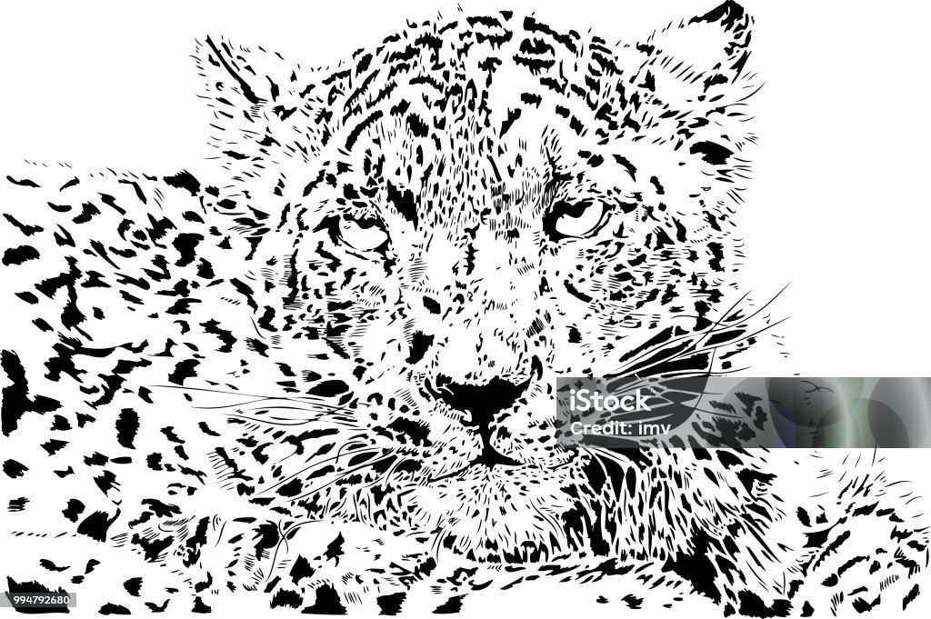 Snoweopard portrait in black and white Panthera uncia illustration in black lines Snow Leopard stock vector
