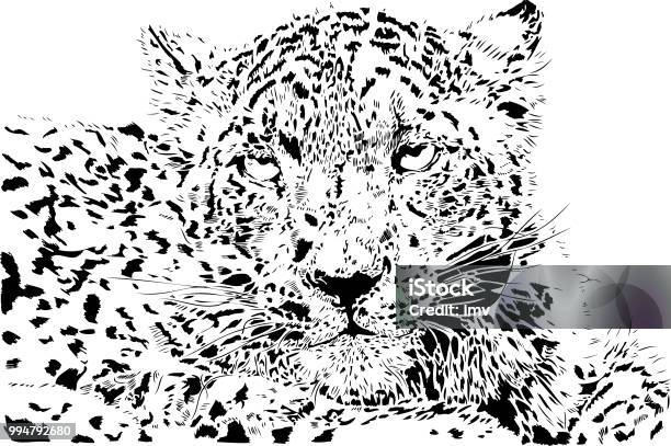 Snoweopard Portrait In Black And White Stock Illustration - Download Image Now - Snow Leopard, Animals In The Wild, Black And White