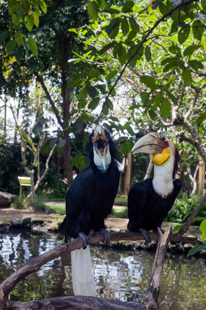 istock Wreathed hornbill pair birds on branch 994792914