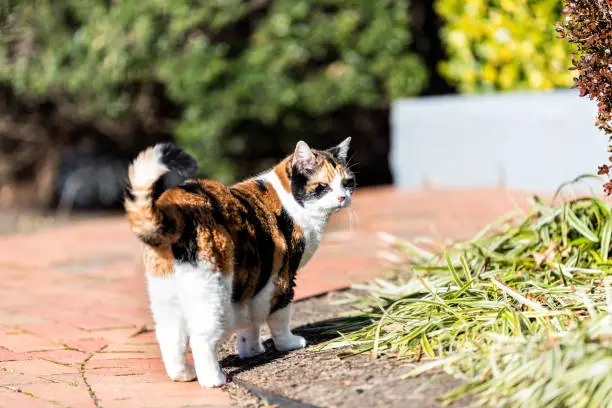 Back of curious calico cat outside, outdoors, standing in garden, paved path with bushes, in front or back yard of home or house, closed eyes, squinting, blinking