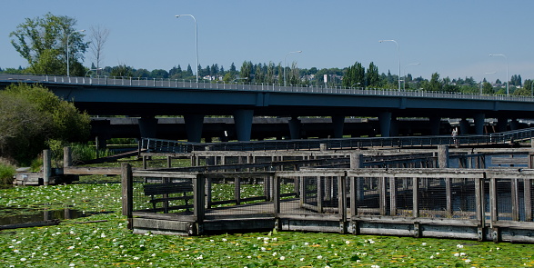 Wooden trail over field of water lilies cover marsh under highway 520