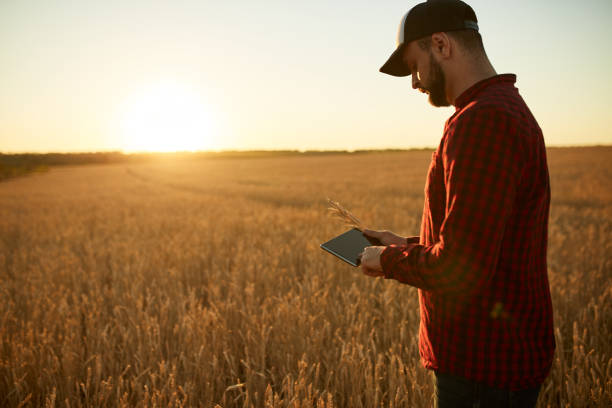 agricoltura intelligente che utilizza le moderne tecnologie in agricoltura. agricoltore agronomo uomo con tablet digitale in campo grano utilizzando app e internet, messa a fuoco selettiva. il maschio tiene in mano le spighe di grano - surfing the net foto e immagini stock