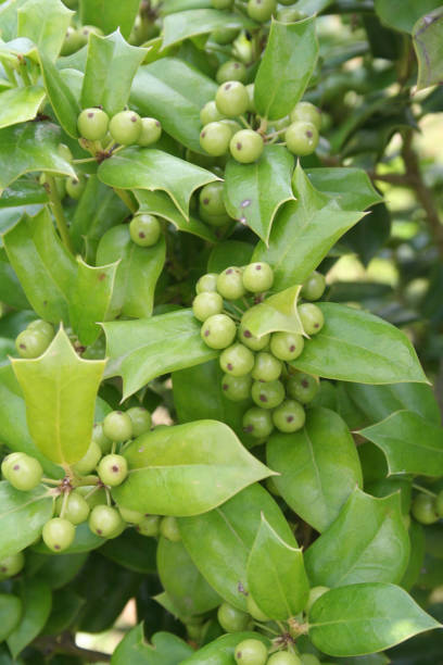 istock Chinese Holly tree with green berries 994801262