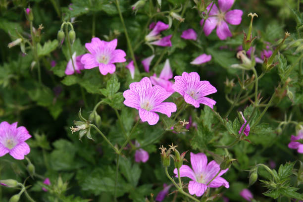 istock Common mallow.Beautiful pink flower on plant 994802016