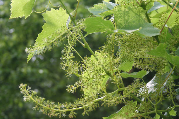istock Green grapes qrowing on branch 994807012