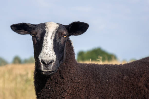 istock Portrait of a brown fleeced Zwartbles sheep 994810372