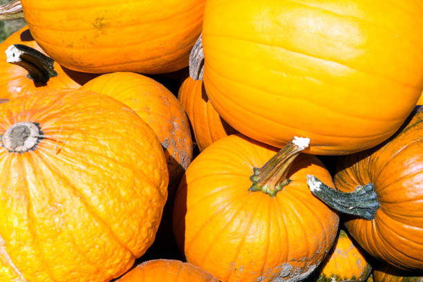 Pumkin - foto de stock