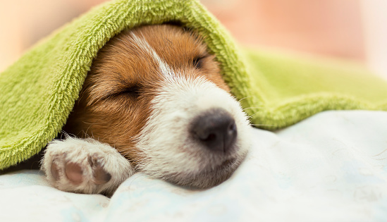 Cute Jack Russell terrier puppy dog sleeping after grooming and bath - web banner idea