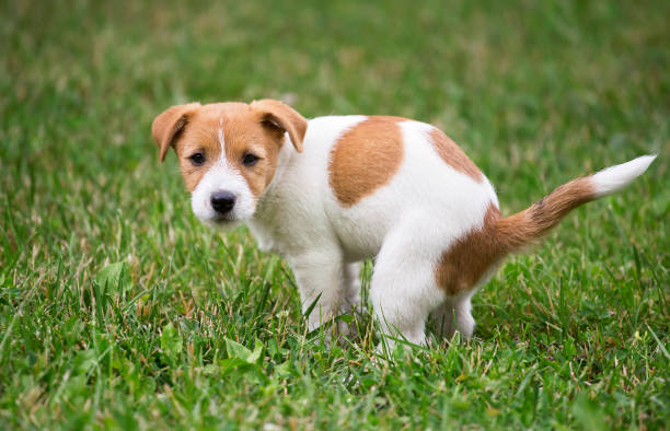 cucciolo di cane che fa il suo bagno - stool foto e immagini stock