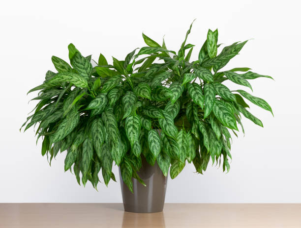 Large Aglaonema Maria, Chinese evergreen houseplant light living room with huge bushy Aglaonema, Aglaonema Silver Queen, houseplant in pot on wooden floor bushy stock pictures, royalty-free photos & images