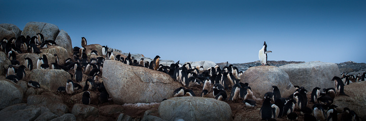 A single Penguins stands out from the crowd