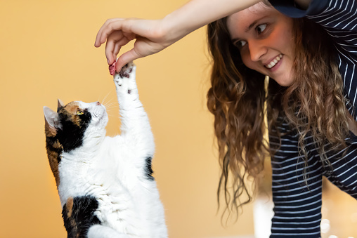 Young woman teaching, training calico cat trick of standing up on hind legs, picking, food in room, doing trick with front paw, claws with hand holding treat, meat
