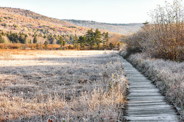 paysage d’hiver blanc avec boardwalk et matin le gel orange lumière du soleil dans la tourbi�ère de glades canneberge sauvage, virginie-occidentale, pendant le lever du soleil et de la glace couverts de plantes - appalachian trail dirt road footpath appalachian mountains photos et images de collection