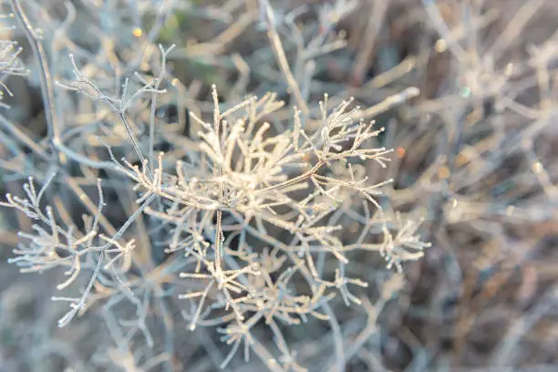 Macro closeup of frost ice crystals on dry umbrella plant in morning sunrise during winter, autumn