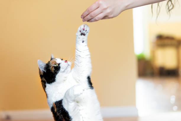 gatto calico in piedi sulle zampe posteriori, implorando, raccogliendo, chiedendo cibo in soggiorno, facendo trucco con la zampa anteriore, artigli con la mano della donna che tiene il trattamento, carne - corso di addestramento foto e immagini stock