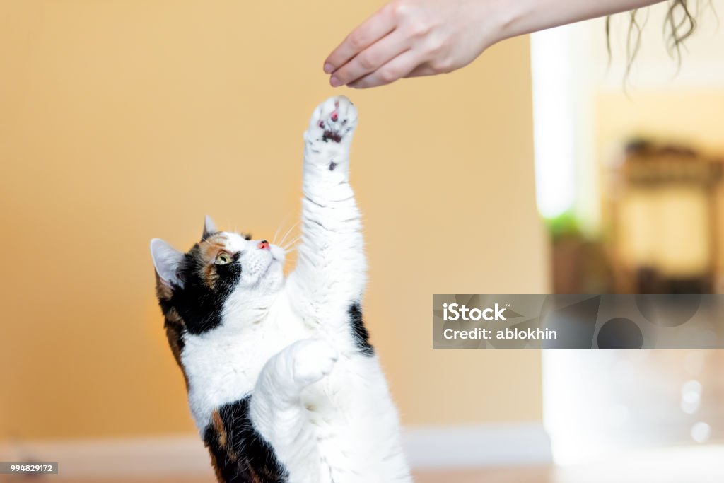 Calico cat standing up on hind legs, begging, picking, asking food in living room, doing trick with front paw, claws with woman hand holding treat, meat Domestic Cat Stock Photo