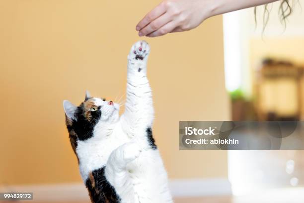 Calico Cat Standing Up On Hind Legs Begging Picking Asking Food In Living Room Doing Trick With Front Paw Claws With Woman Hand Holding Treat Meat Stock Photo - Download Image Now