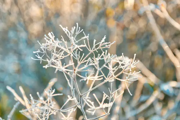 Macro closeup of frost ice crystals on dry weed umbrella plant in morning sunrise during winter, autumn