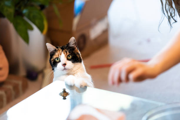 istock Calico cat standing up on hind legs, leaning on table with two front paws begging for treat, adorable cute big eyes asking for food in living room, doing trick 994829288