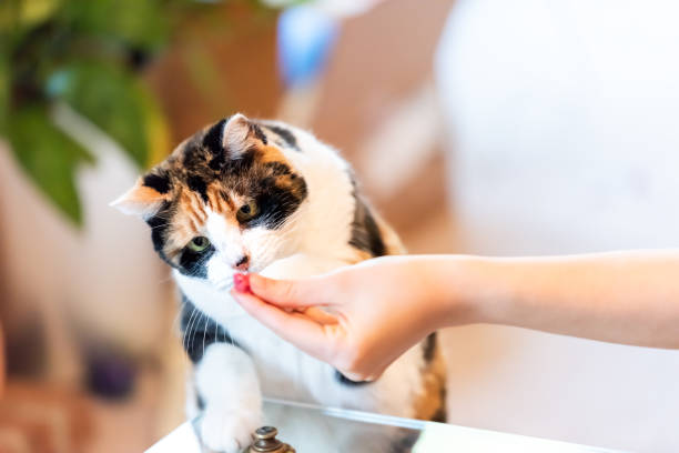 Calico cat standing up on hind legs, leaning on table with two front paws sniffing treat, adorable cute big eyes asking for food in living room, doing trick