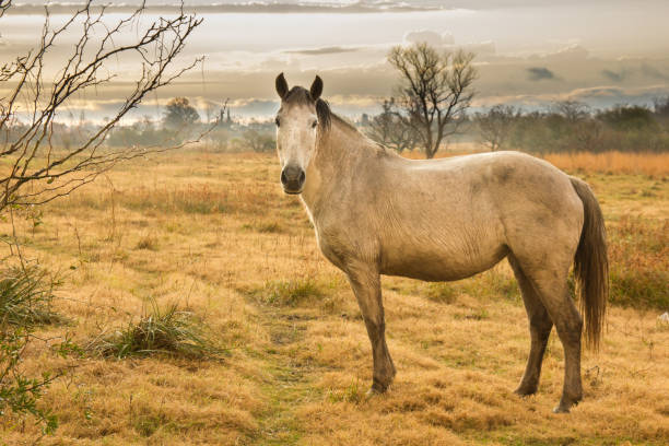 istock White horse in the meadow 994829420