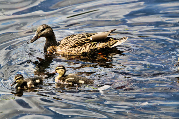 istock A female Mallard with Ducklings 994838616