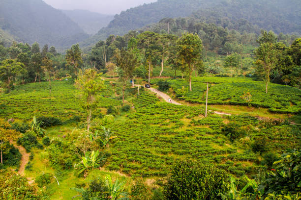 istock Bogor tea plantations, Bogor, Indonesia 994841890