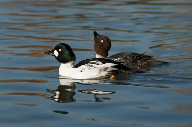 istock Couple of Common goldeneye (Bucephala clangula) 994849836