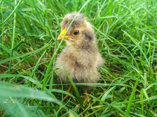 istock Week old gray chicken on the lawn. 994850230