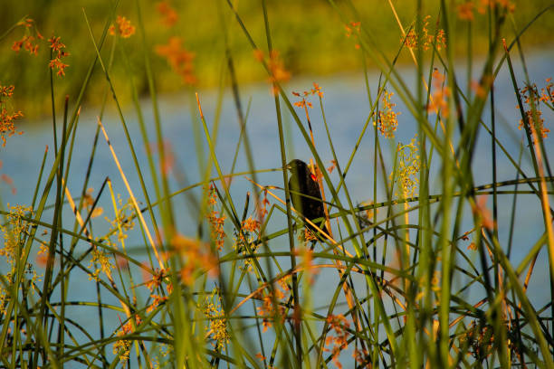 istock redwing blackbird sitting in the reeds by a pond 994850416