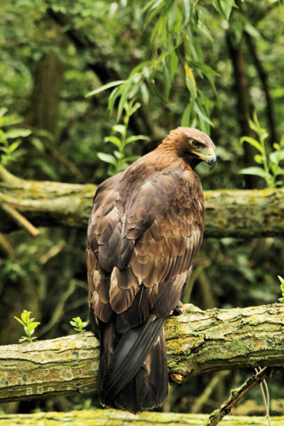 istock A close up of a Golden Eagle 994853628