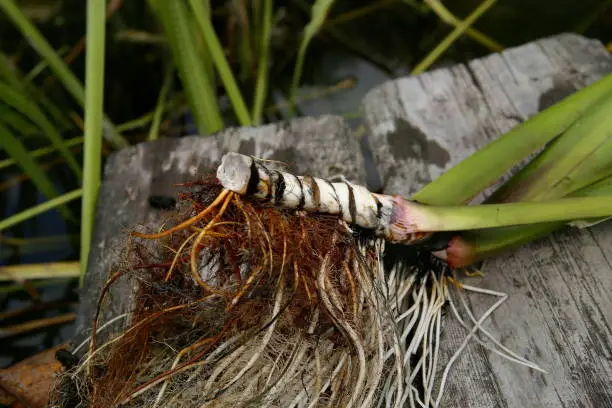 Fresh acorus calamus root on wooden bridge near pond.