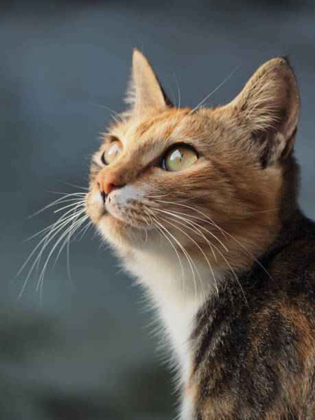 A tricolor chaos young cat looking at something