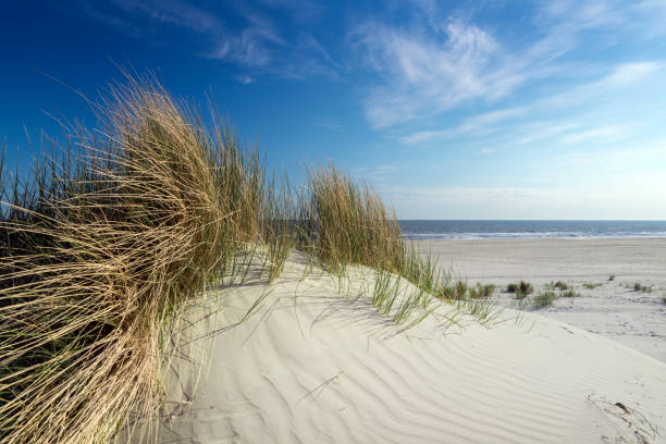 istock sand dune, marram grass, clear sky, beach, sea 994861036