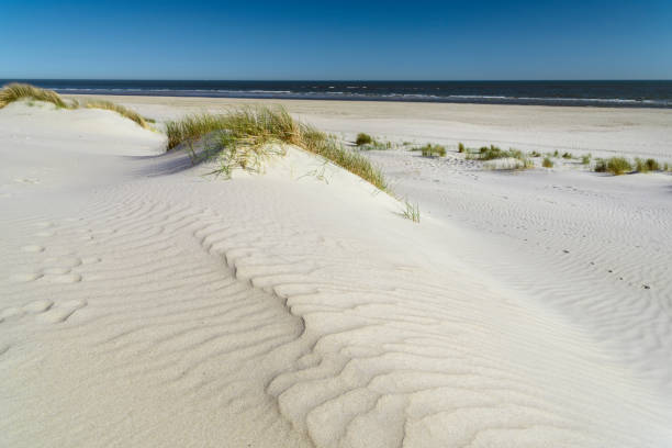 istock sand dune, marram grass, clear sky, beach, sea 994863342