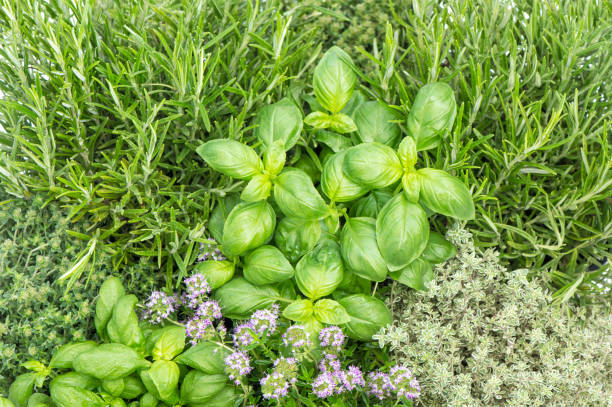 istock Kitchen herbs Healthy food ingredients Basil rosemary 994864042