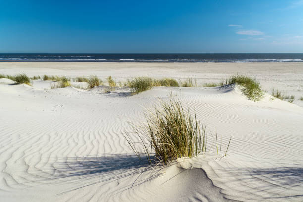 sand dune, marram grass, clear sky, beach, sea stock photo