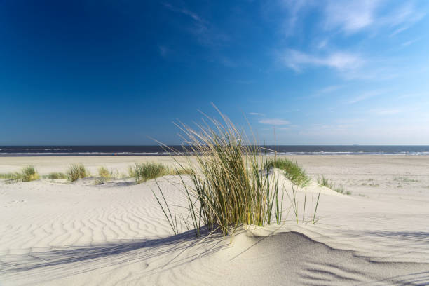 sand dune, marram grass, clear sky, beach, sea, people in the background stock photo